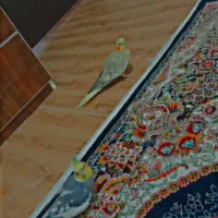 چهار عدد عروس هلندی معاوضه با پرنده سخنگو|پرنده|سنندج, |دیوار