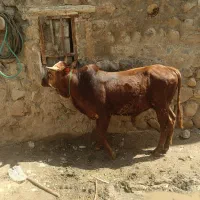 گیلک|حیوانات مزرعه|هشترود, |دیوار