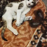 گربه نازنین