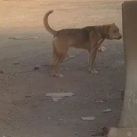 سگ نر پیت
