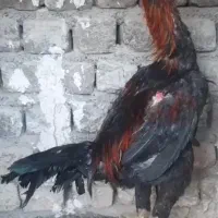 خروس لاری جوان شجره دار