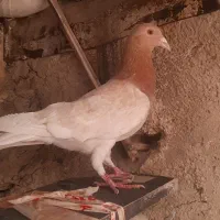 کفتر زردی شهرستانی