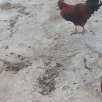 خروس چاق سر حال