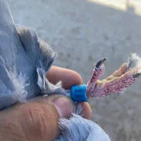 آلمانی|پرنده|مشهد, ادیب نیشابوری (شهرک غرب)|دیوار