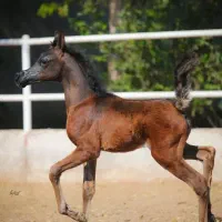 کارگر در باشگاه سوارکاری