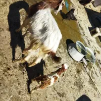 بز و بزغاله