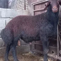 گوسفند ۱راس بره کردستانی قوچی|حیوانات مزرعه|گرگان, |دیوار