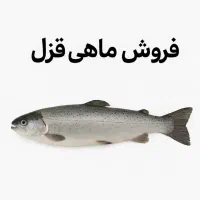 فروش ماهی قزلآلای اسپانیایی پرورشی