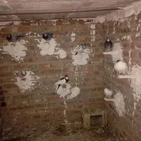 کبوتر فروشی