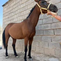 اسب مادیون آبستن یک ماه دیگه تضمین