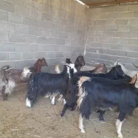 بز جوان|حیوانات مزرعه|کربال, |دیوار