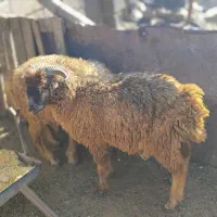 فروش دو راس بره نر سبک. سعادت شهر