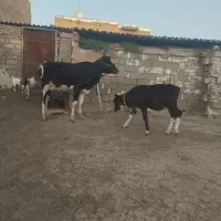 گاوباگوساله نرسیمینتال