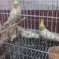 یک جفت عروس هلندی با یدونه جوجه