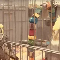 دوتا عروس هلندی