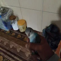 کوتله برزیلی