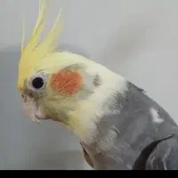 عروس هلندی ابلق باهوش