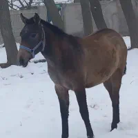 کره اسب مادیان ۹ماه