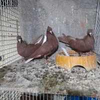 چندتارنگی