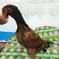 مرغ و جوجه خروس لاری|حیوانات مزرعه|کرمانشاه, |دیوار