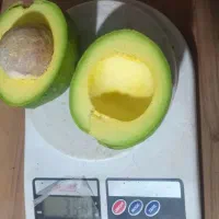 میوه آووکادو|خوردنی و آشامیدنی|تنکابن, |دیوار