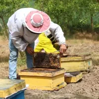 نیروی کار زنبورداری