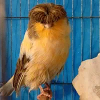 قناری|پرنده|گنبد کاووس, |دیوار