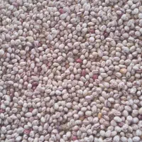 لوبیا چیتی درجه۱ درشت|عمده‌فروشی|ایجرود, |دیوار