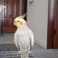 طوطی‌‌عروس‌هلندی