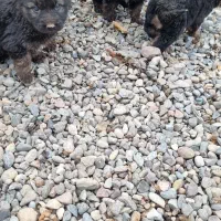 توله سگ ژرمن|سگ|اصلاندوز, |دیوار