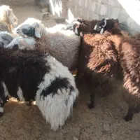 فروش بره چاق|حیوانات مزرعه|بختگان, |دیوار