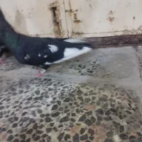 جفت سینه سیاه|پرنده|اهواز, شهرک اکباتان|دیوار