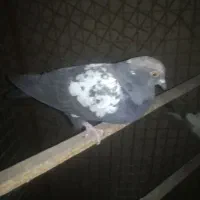 کبوتر پرش وبازی کن