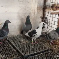 کبوتر پلاکی|پرنده|جم, |دیوار