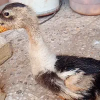 مرغ واردک