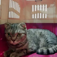 گربه اسکاتیش فولد|گربه|کرج, عظیمیه|دیوار