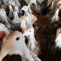 جوجه بوقلمون