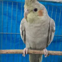 عروس هلندی|پرنده|تربت جام, والفجر|دیوار