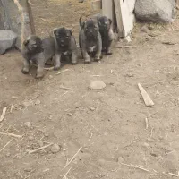 حیوان واگذاری|سگ|سراب, |دیوار