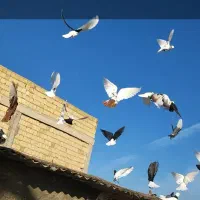 کفتر بوم زده خوردی ۵۰تای الوند|پرنده|الوند, |دیوار