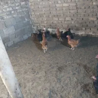 20 عدد مرغ تخمی مفت دانه 200