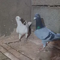 4 عدد کفتر ضمانتی پرش و جوجه کش