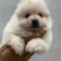 پامرانین عروسکی نر