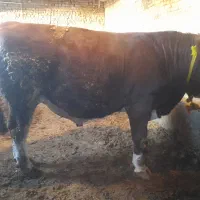 فروش ۳راس گوساله سوپرچاق|حیوانات مزرعه|بستان آباد, |دیوار