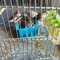 3جفت فنج ابلق درشت کار داده جفتی 700نر تک دانه 250