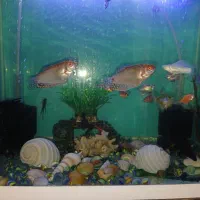 آکواریوم|ماهی|بندر انزلی, ژاندارمری|دیوار