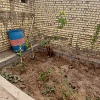 یک عدد سگ|سگ|کاشان, شهدا|دیوار