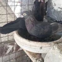 چندجفت کفترزاغ کلافه وزاغ صرب درجه یک