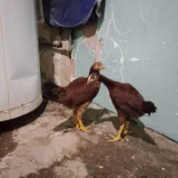 خروس و وار
