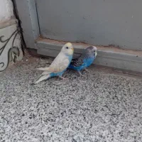 یک جفت  مرغ عشق  سالم|پرنده|ایرانشهر, |دیوار